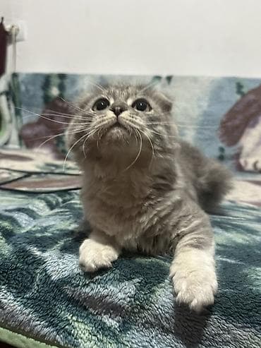 животные котята: Шотландский вислоухий котёнок. Малыш с мягкой пушистой шерстью — 1