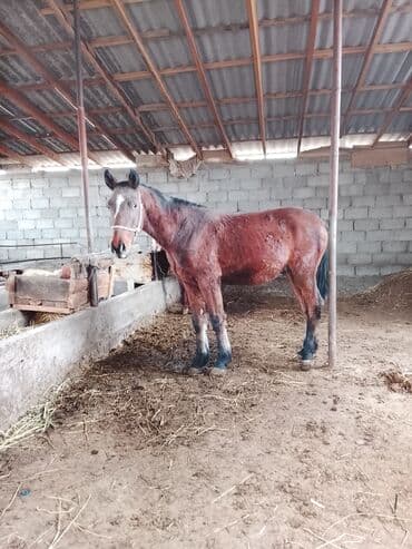 сухой корм для кошек: Продаю | Кобыла (самка) | Рабочий — 7