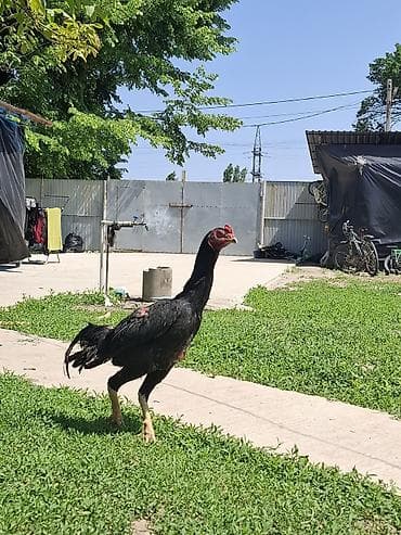 гнездо для кур: Продаю | Петух | Бойцовая | Для разведения — 4