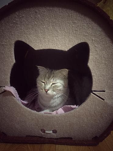 Скотиш Фолд (Шотландская вислоухая), 6 месяцев, Девочка, Серебристая шиншилла, Приучена к лотку, С прививками — 1