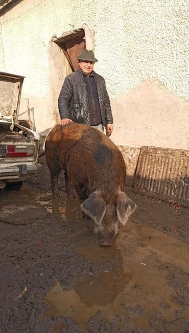 породы кур: Осеменение свиней с доставкой кабана . Опыт 17 лет . Кабаны разных — 1