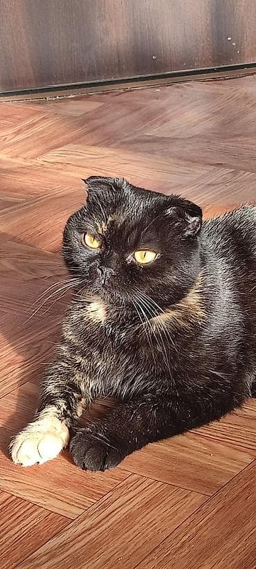 Животные: Отдам даром в добрые руки 🖤Черная кошка - кличка Ханни, 5 лет, чистая — 2