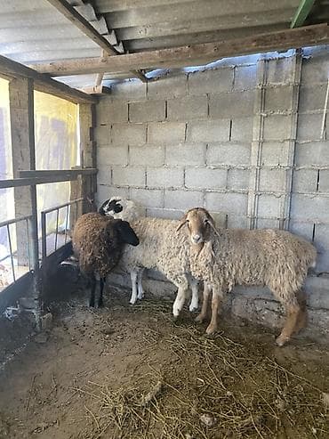 Үй жаныбарлары үчүн товарлар: Сатам | Ургаачы кой (ургаачы) | Аргын | Көбөйтүү үчүн | Токту — 5