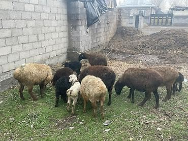 белая собака: Продаю | Овца (самка) | Для разведения | Матка — 6