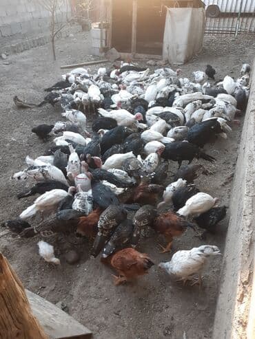 в связи с переездом отдам попугая жако в добрые руки: Продаю | Индюшка (самка) | Полукровка — 3