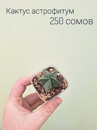 цветы комнатные оптом: • Комнатные растения (укоренённые черенки/детки/молодые — 4