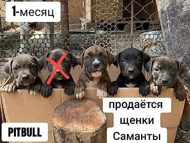 Животные: Питбуль — щенки Саманты - Возраст: 1 месяц - Окрас: разные (включая — 1