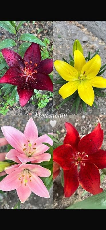 Дом и сад: Рассада — 2