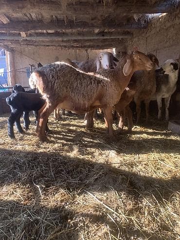 Продаю | Овца (самка) | Арашан | Для разведения | Матка