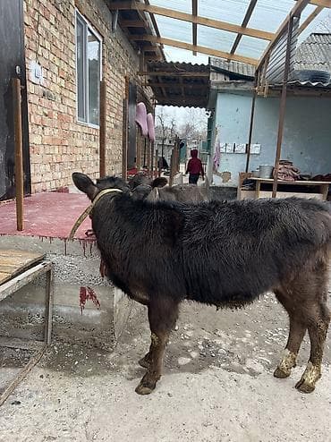 породистые кошки бишкек: Продаю | Тёлка | Алатауская | Для разведения — 4