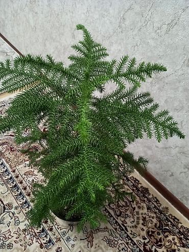 Араукария разнолистная (Norfolk Island Pine) в декоративном горшке. -