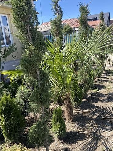 цветы гортензия: Пальма веерная (вероятно Trachycarpus) для озеленения участка, двора — 2