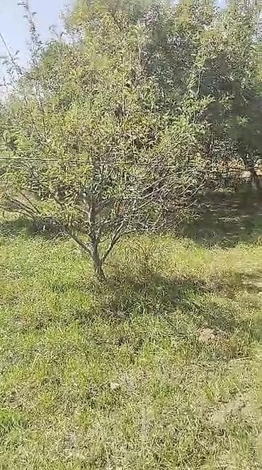 ыссык куль номера: Продается дом с приусадебным участком и госактом на право частной — 7