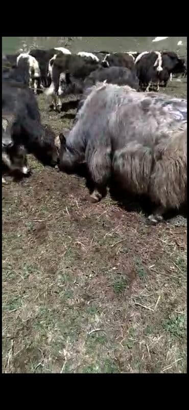 Грызуны: Продаю | Корова (самка) — 2