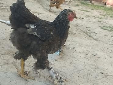 клетки для петухов: Продаю | Петух | Кохинхин | Для разведения — 7