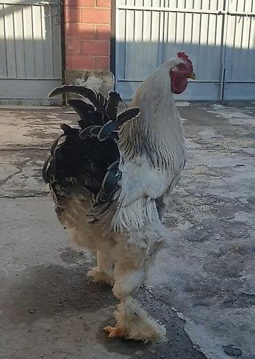 шивиц уйлар: Продаю | Куры | Брама | Для разведения — 1