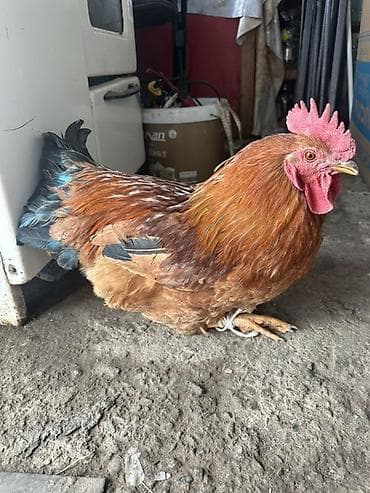 машинки для стрижки животных: Продаю | Петух | Домашняя | Для разведения — 5