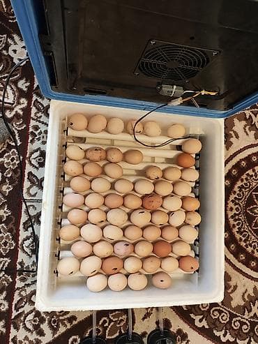 Компрессоры: Инкубатор для яиц, полностью автоматический не смог настройках — 2