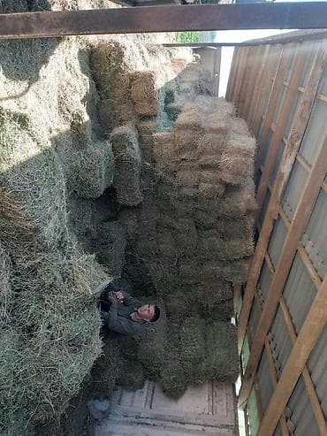 Клевер 3й кос. примерно 150-200 тюк осталось, по 350с. рядом село