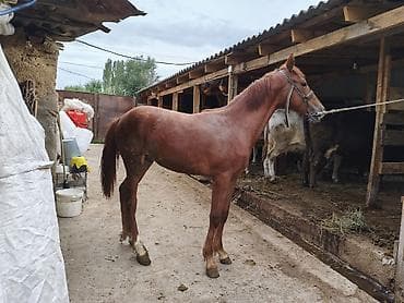 американский бульдог собака: Продаю | Конь (самец) | Полукровка | Рабочий | Мерин — 5