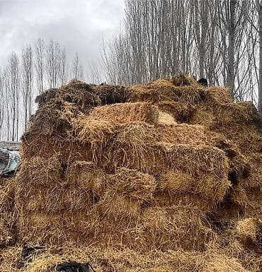 куплю арпа: Арпа саман сатылат 100 сом/шт — 4