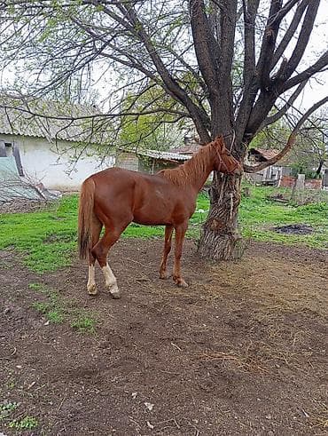 арзан ат: Продаю | Жеребец | Рабочий | Племенные — 3