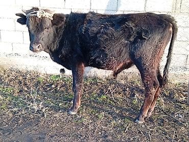 Птицы: Продаю | Бык (самец) | Полукровка | На откорм — 1