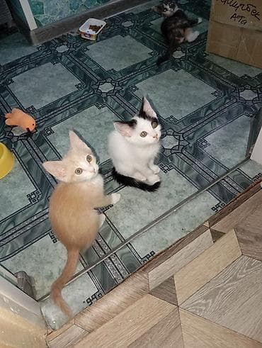 черные кошки: Котята, помёт домашний. - Возраст: примерно 2–3 месяца. - Окрас: - — 2