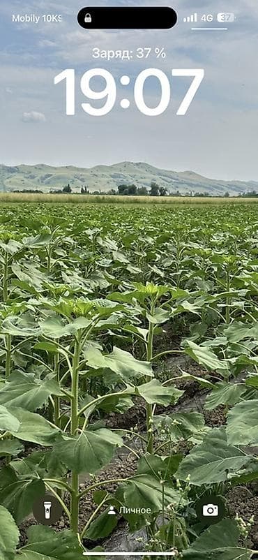 дополнительный свет: Семечки подсолнечника, фасованные - Продукт: очищенные жареные — 2