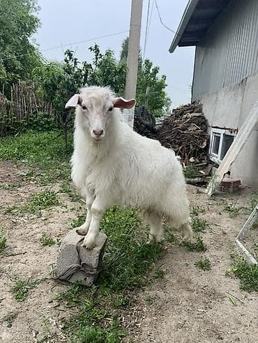 грил козу: Продаю | Коза (самка) | Зааненская | Для разведения, Для молока | Осеменитель — 2