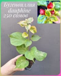 живые растения в аквариум купить: ● Комнатные растения (укоренённые черенки, молодые растения, взрослые — 3