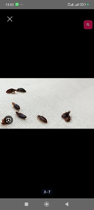 Килемдерди жуу: Дезинфекциялоо, дезинсекциялоо, | Канталалар, | Батирлер — 2