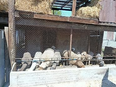 кой союшка: Продаю | Овца (самка) | Для разведения | Матка — 2