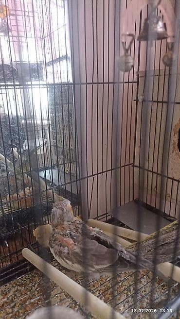А/ч жаныбарлары үчүн тоюттар: Пара корелл с птенцами + высокая секционная клетка .клетка 4 — 2