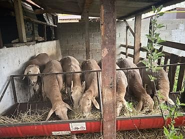 животные бараны: Продаю | Баран (самец) | Для разведения | Ярка — 3