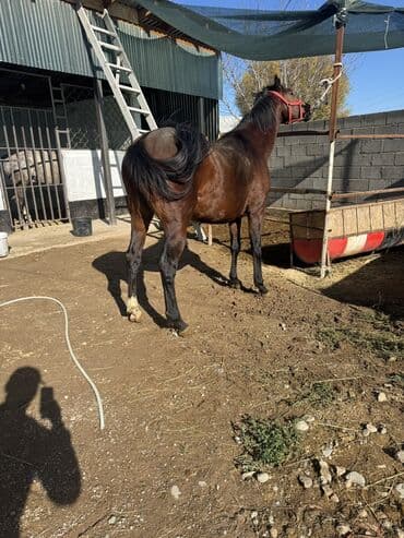 Зоотовары: Продаю | Жеребец | Английская | Для разведения, Конный спорт — 8