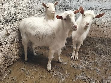 кролик цена: Продаю | Козёл (самец) | Зааненская | На забой, Для разведения | Племенные, Осеменитель — 4