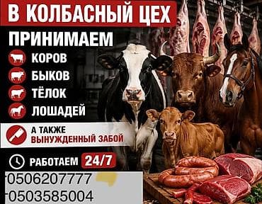 кормушка для бараны: Колбасный цех — прием сельхозживотных и вынужденный забой. - — 1