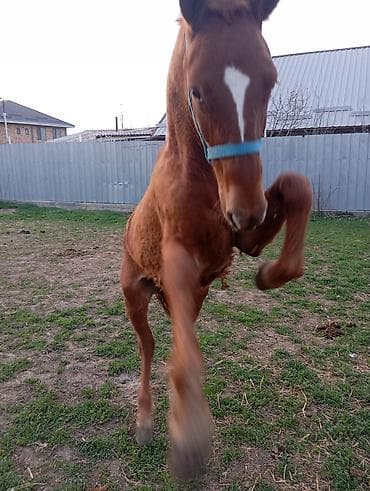 кобыла бее: Продаю | Жеребенок | Полукровка | Конный спорт — 1