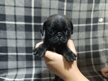 сколько стоит французский бульдог: Щенок породы мопс. Описание: - Компактный, короткошёрстный питомец с — 2