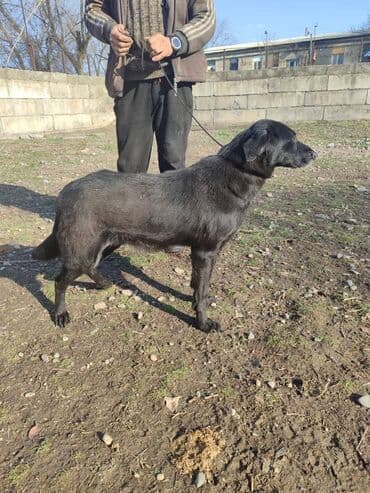 Ищем дом прекрасной и крупной собаке. Рожать не будет,привезём сами at lalafo.kg Ищем дом прекрасной и крупной собаке. Рожать не будет,привезём сами