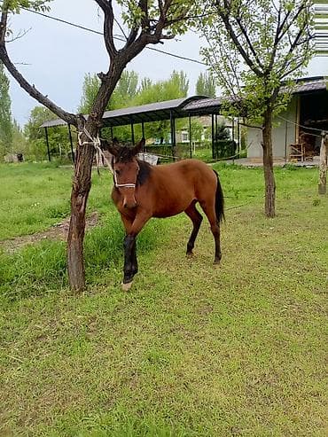 жеребенок купить: Продаю | Жеребенок | Для разведения — 4