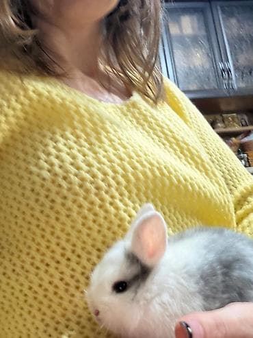 маркой свинка: Кролики декоративные, карликовая порода - вислоухие Отлично подойдут — 4