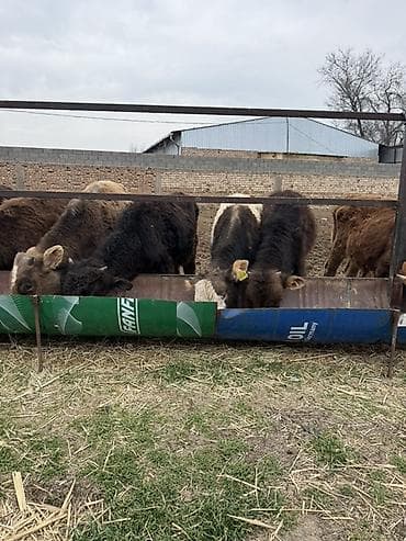 Ветеринар кызматы: Продаю Бычков 6-7 месяцев все хорошие бодрые цена 69000 за оптом — 2