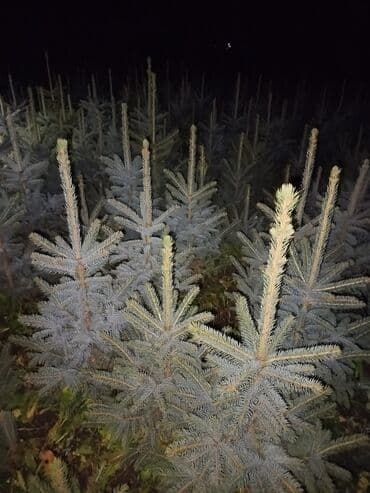 строительные ходули: Саженцы деревьев: Ели — 3