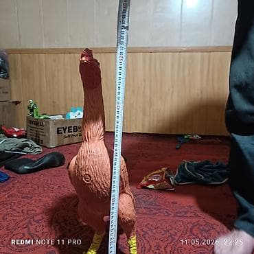в связи с переездом отдам попугая жако в добрые руки: Продаю | Петух | Бойцовая, Дакан — 1