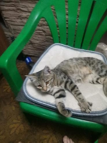 cat sofa: Пушистые котята Возраст ~ 1.5 месяца Отдам в добрые руки 🤗 На — 6