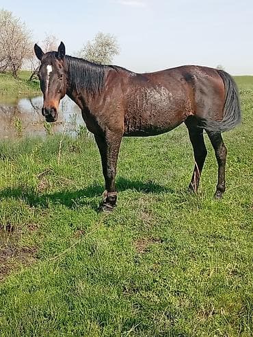 пони животное: Продаю | Кобыла (самка) | Рабочий — 7