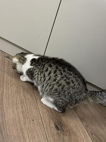 Кошки: Кошка даром: Беспородная, Девочка, Приучена к лотку — 4