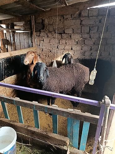 бир: Сатам | Ургаачы кой (ургаачы) | Көбөйтүү үчүн — 2